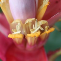 Musa velutina H.Wendl. & Drude